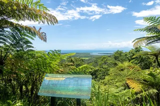 Daintree Rainforest