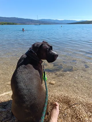 Plaža Za Pse
