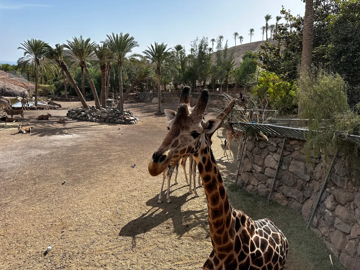 Fuerteventura Botanical Garden