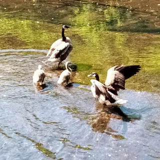 Donigian Park