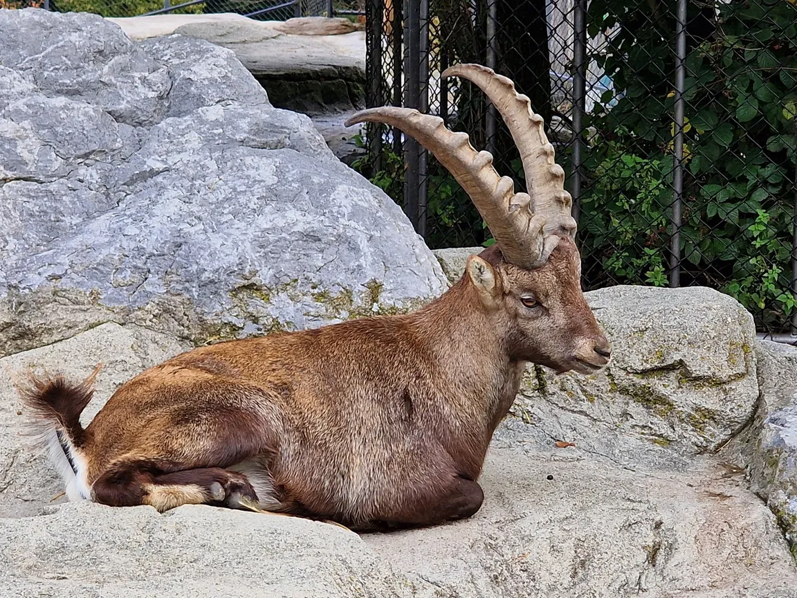 Wildpark Peter und Paul