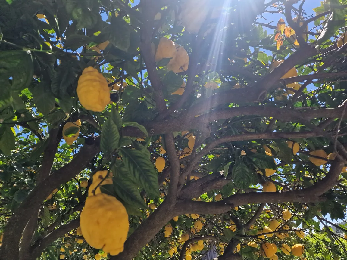 La Ferme des Citrons