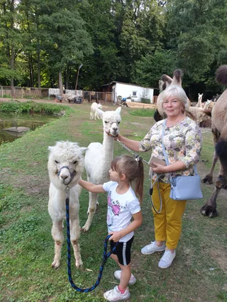Alpaki Przytulaki - Alpakorekreacja