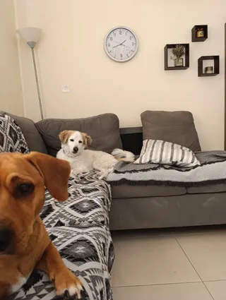 Bruno & Jokers Dogcenter