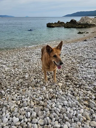 Girandella dog beach