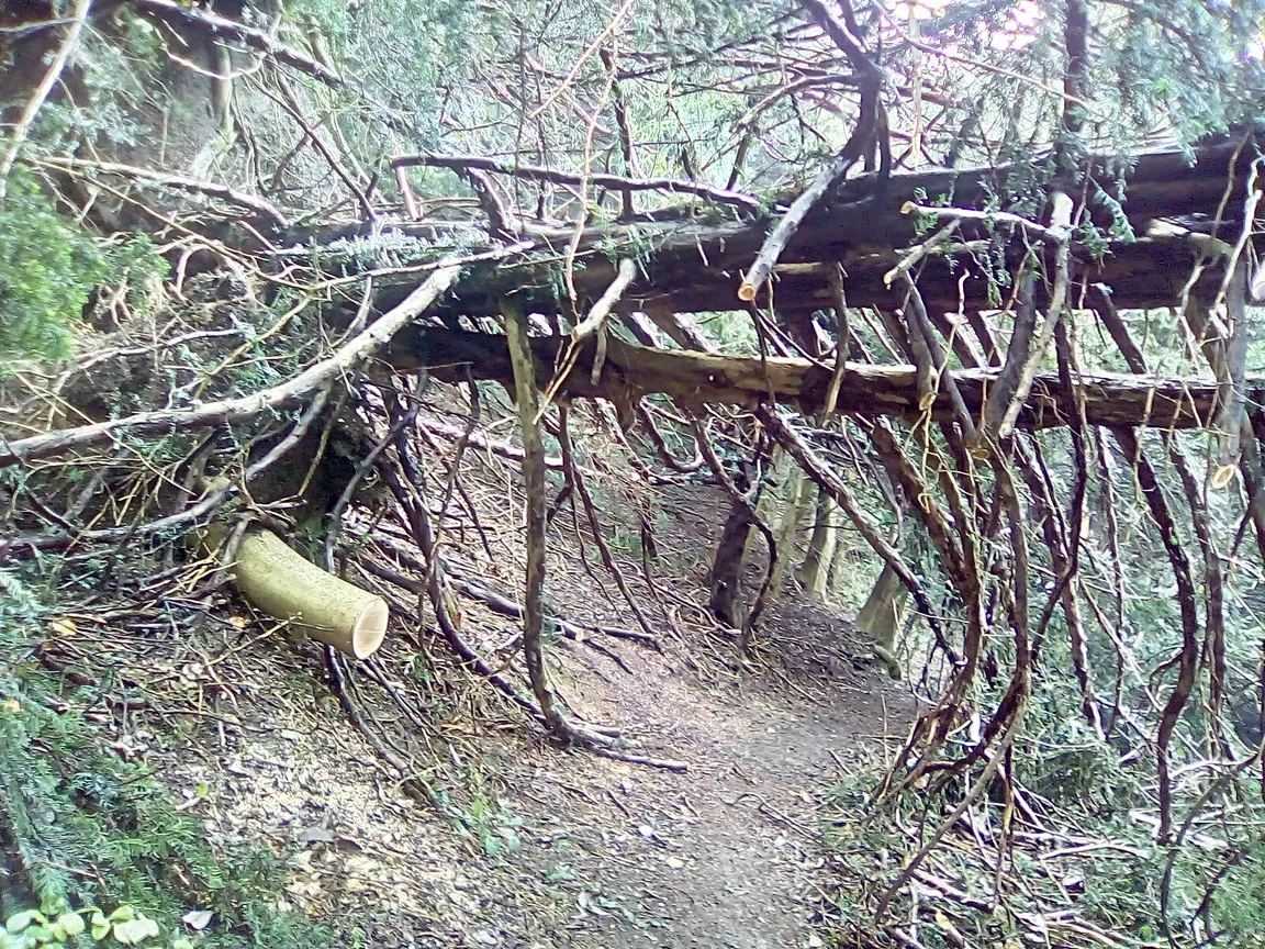 Ashford Hangers National Nature Reserve