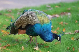 Beale Wildlife Park