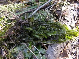 Dolina Łużnika