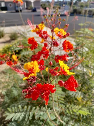 Southern Nevada Conservancy
