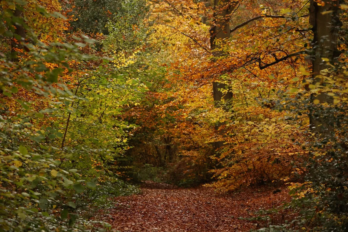 Blean Woods National Nature Reserve