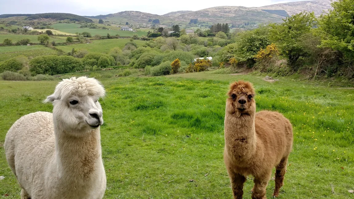 Waterfall Alpaca Farm (by appointment only)