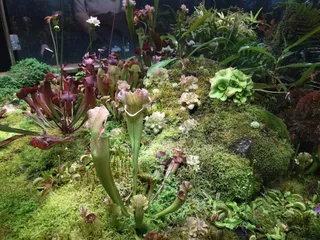 Apothecary Garden