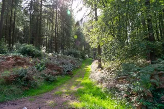 Great Wood