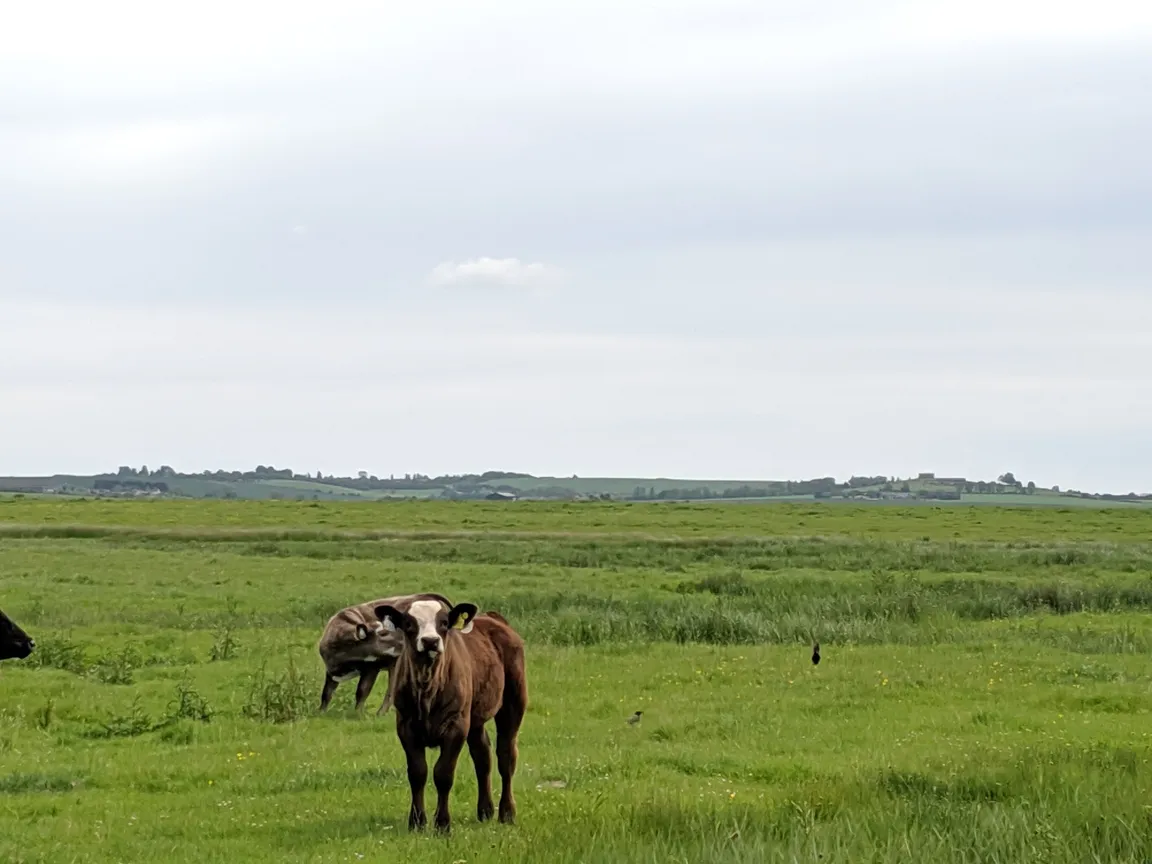Elmley National Nature Reserve