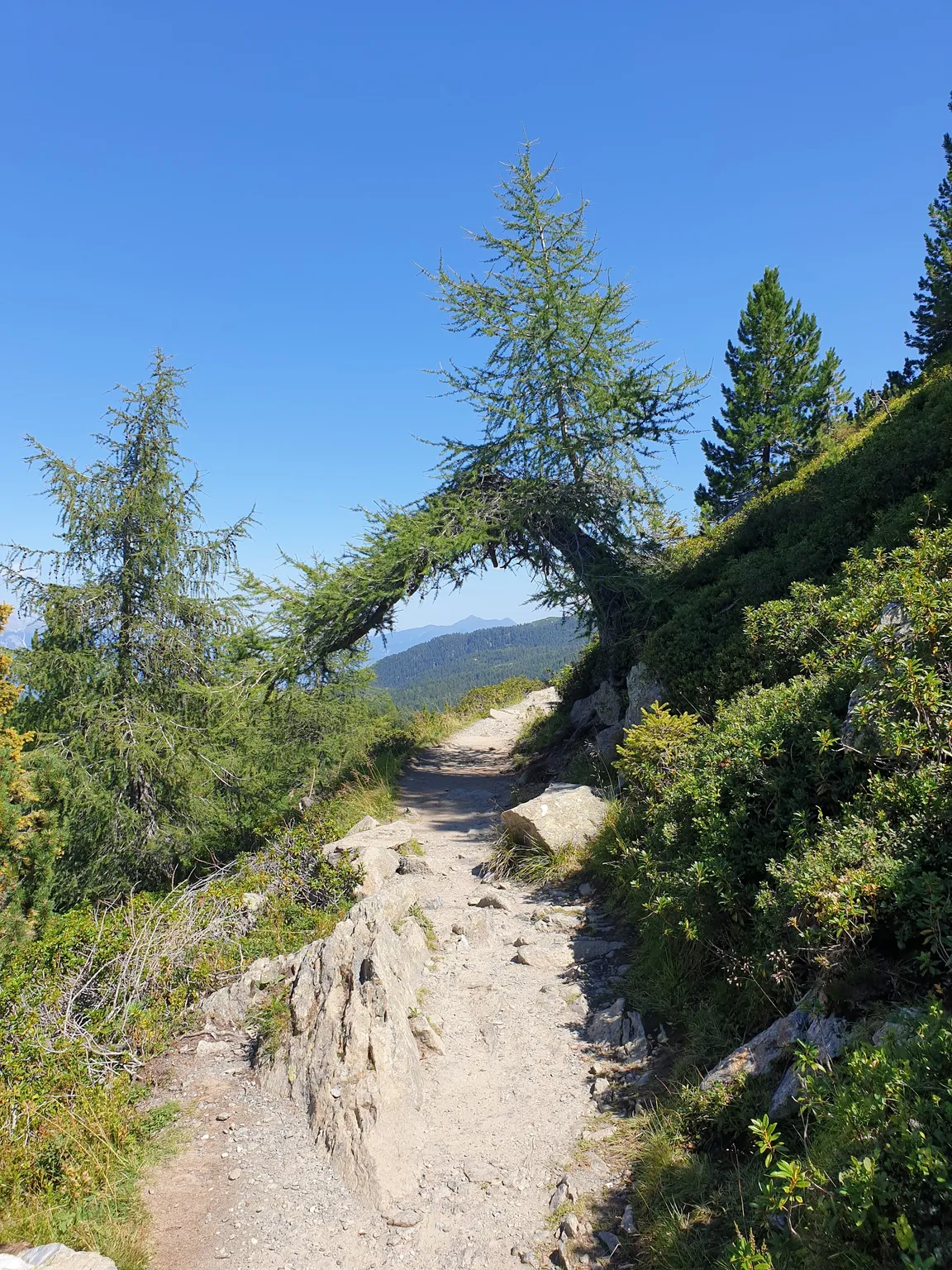 Zirbenweg