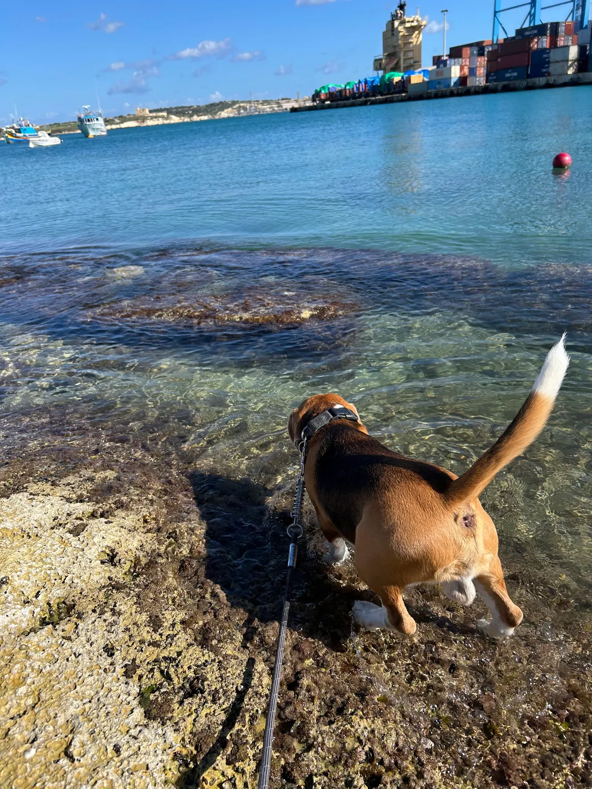 Dog Friendly Beach - Birzebbuga