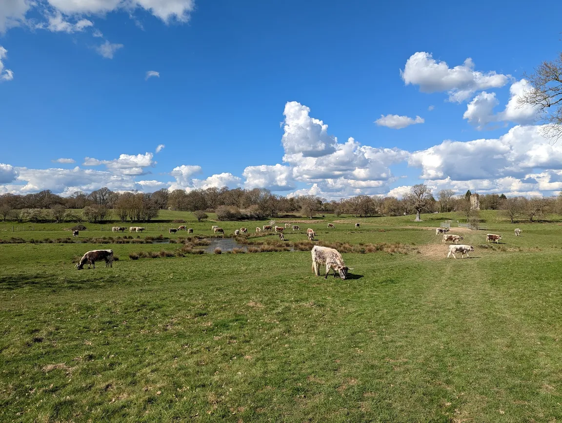 Knepp Castle