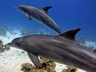 El Fanous East diving site