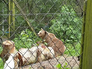 Welsh Mountain Zoo