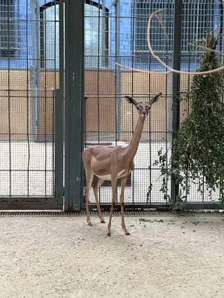 Giraffenhaus
