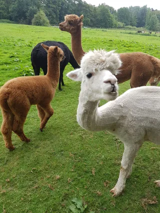 Alpaca walking Hensting Alpacas limited