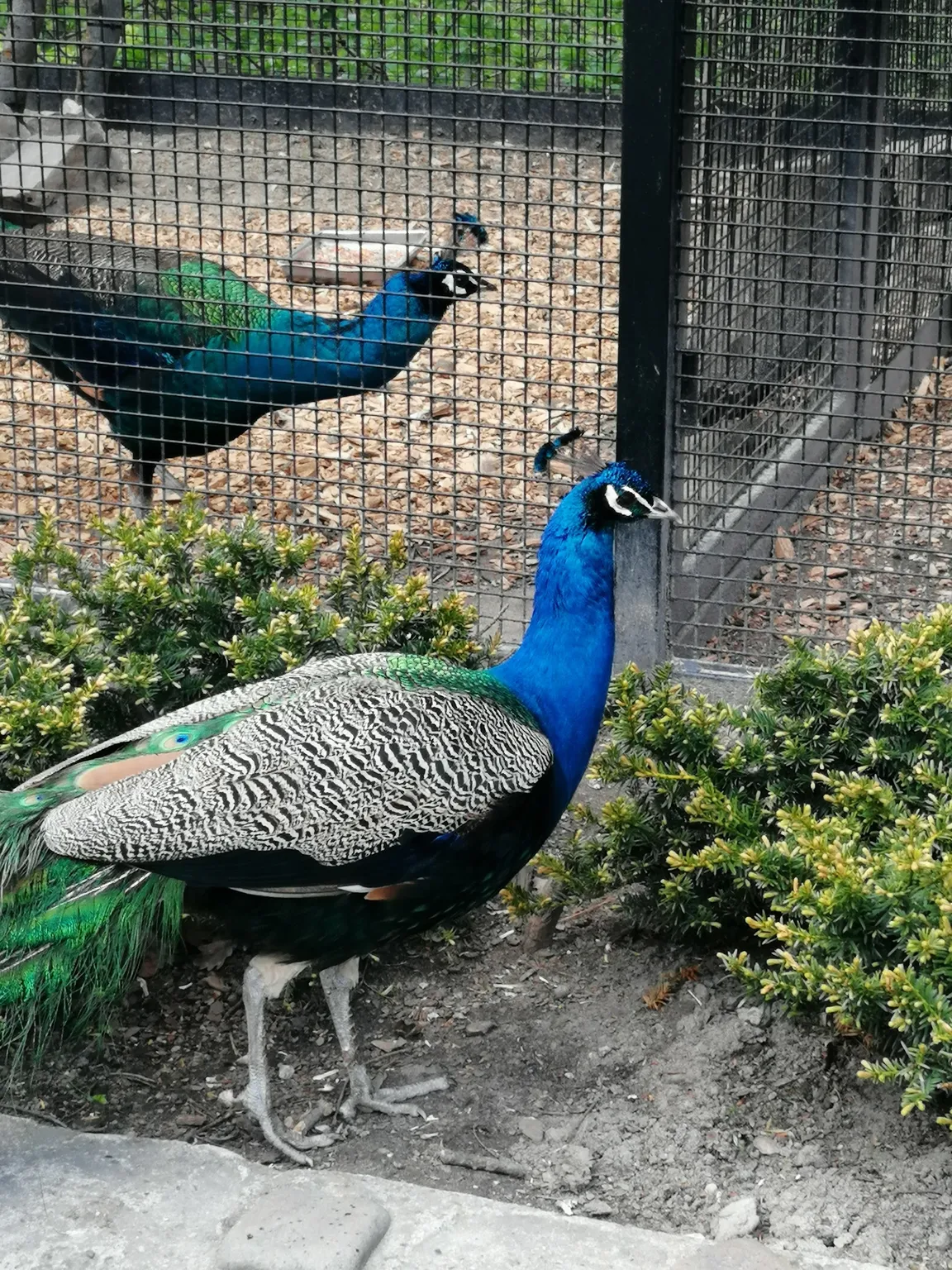 Ogród Zoologiczny w Krakowie