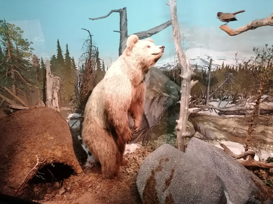 Naturhistorisk museum