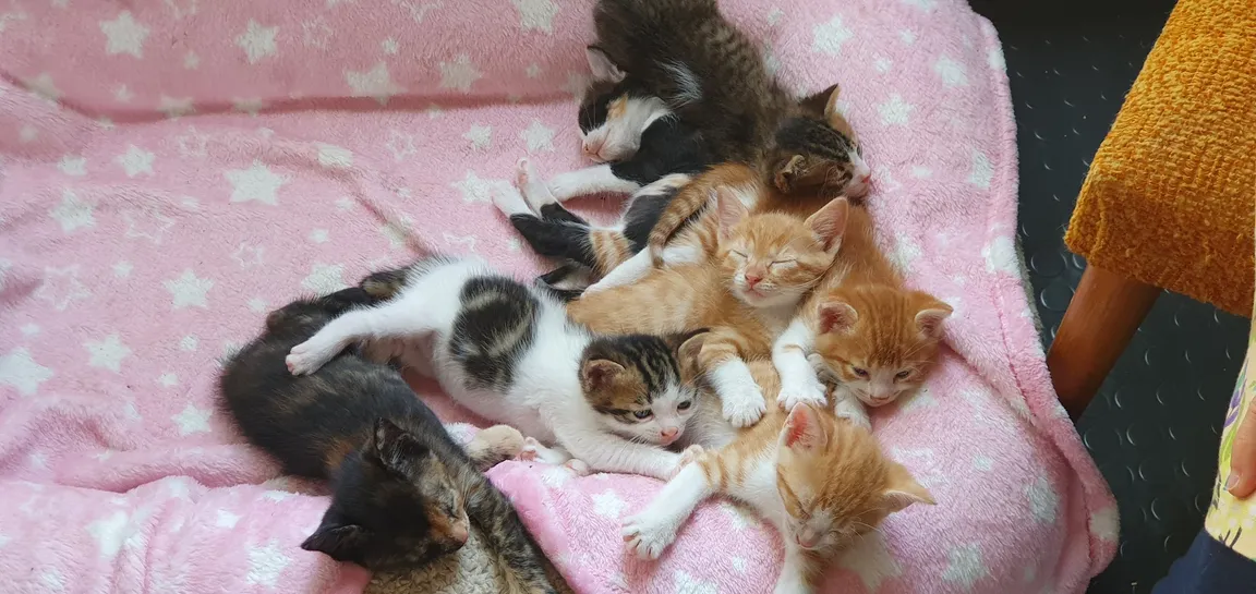 Kitty Wonderland Samos
