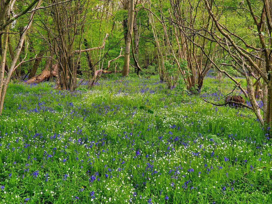 Blean Woods National Nature Reserve
