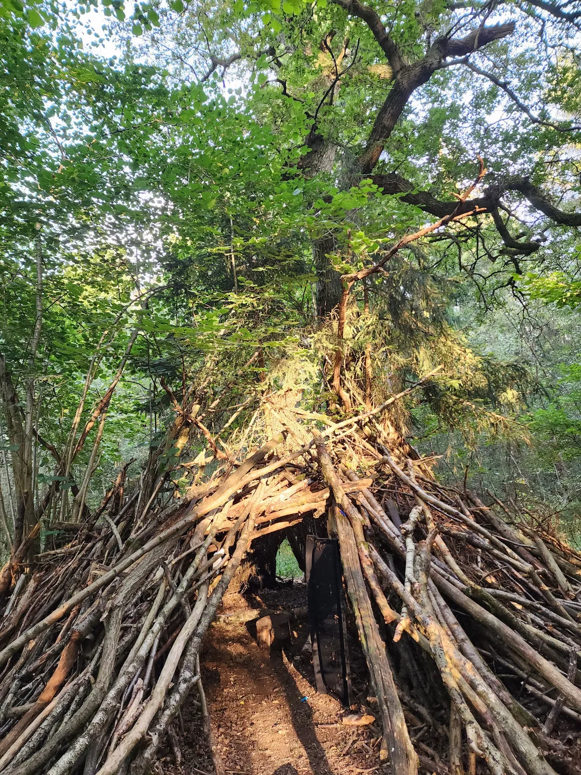 Bernwood Forest