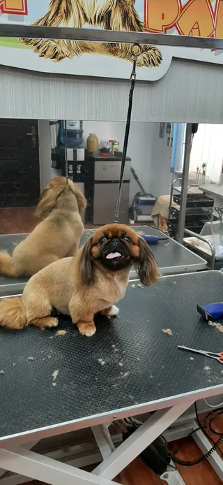 PSI RAJ.Psi fryzjer,strzyżenie psów,salon groomerski