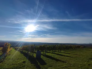 Winnica Jasło