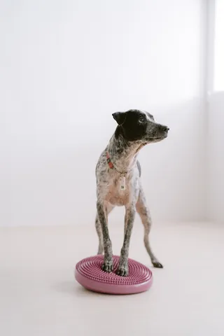 The Good Pup