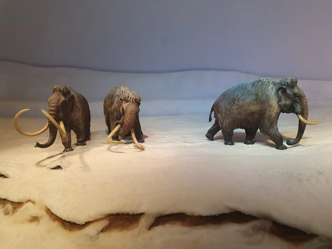Naturhistorisk Museum Aarhus