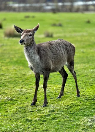 Deer Museum