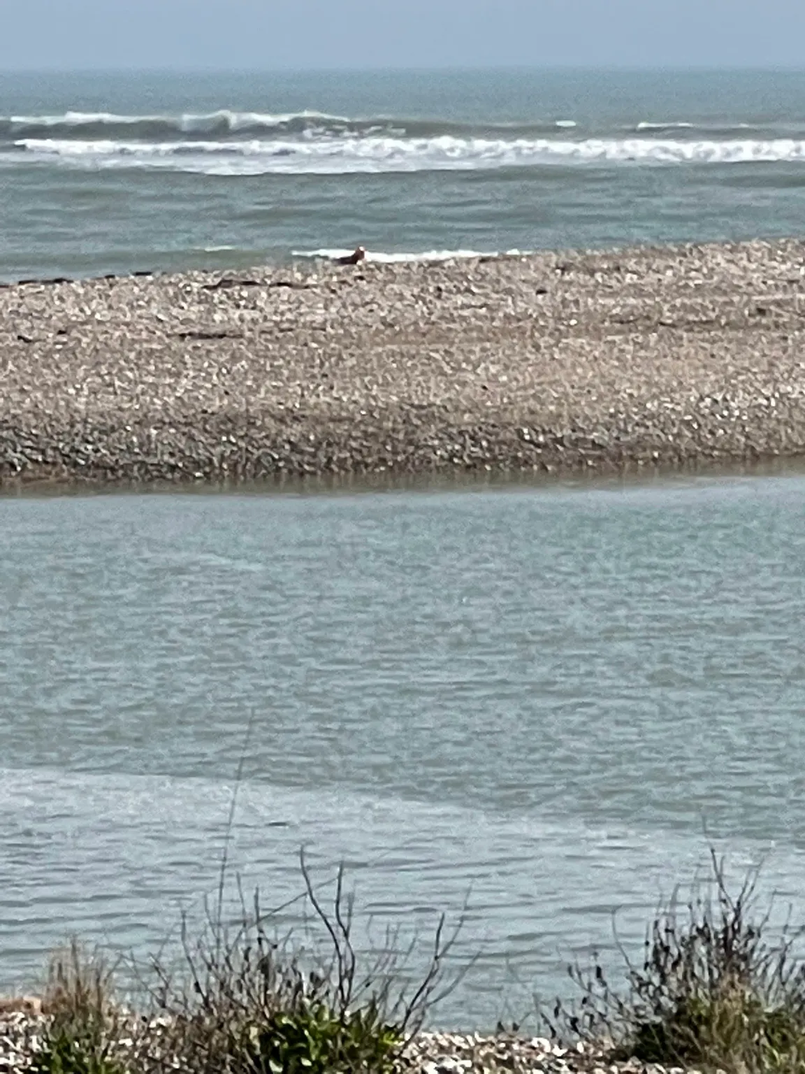 Pagham Harbour Walk