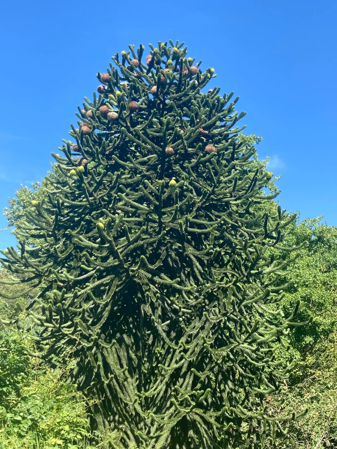 Ogród Botaniczny w Heidelbergu