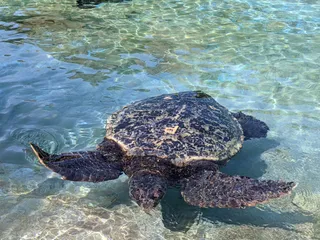Sea Life Park Hawaii