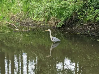 Lagan Tow Path