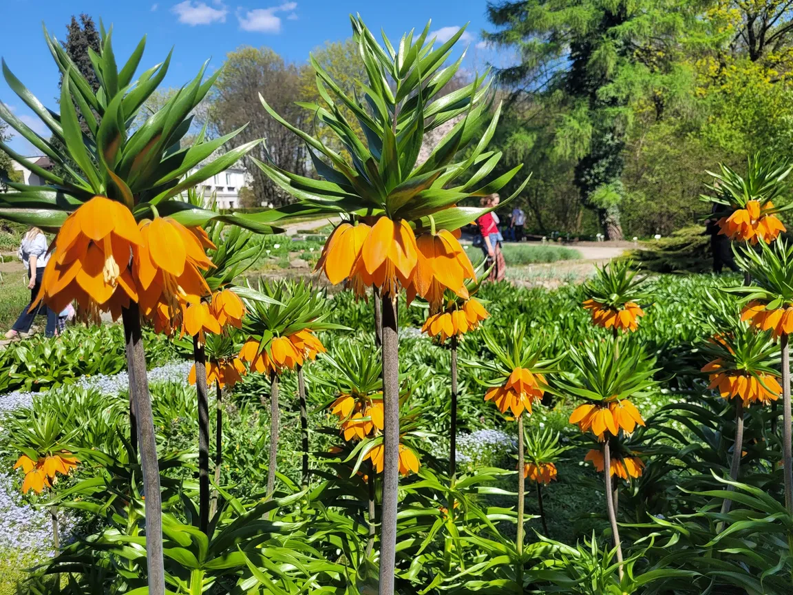 Ogród Botaniczny UMCS
