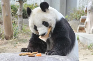 Kobe Ōji Zoo