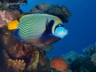 Egypt Dive - Centrum Nurkowe Hurghada - kursy nurkowania i nurkowania rekreacyjne w Hurghadzie