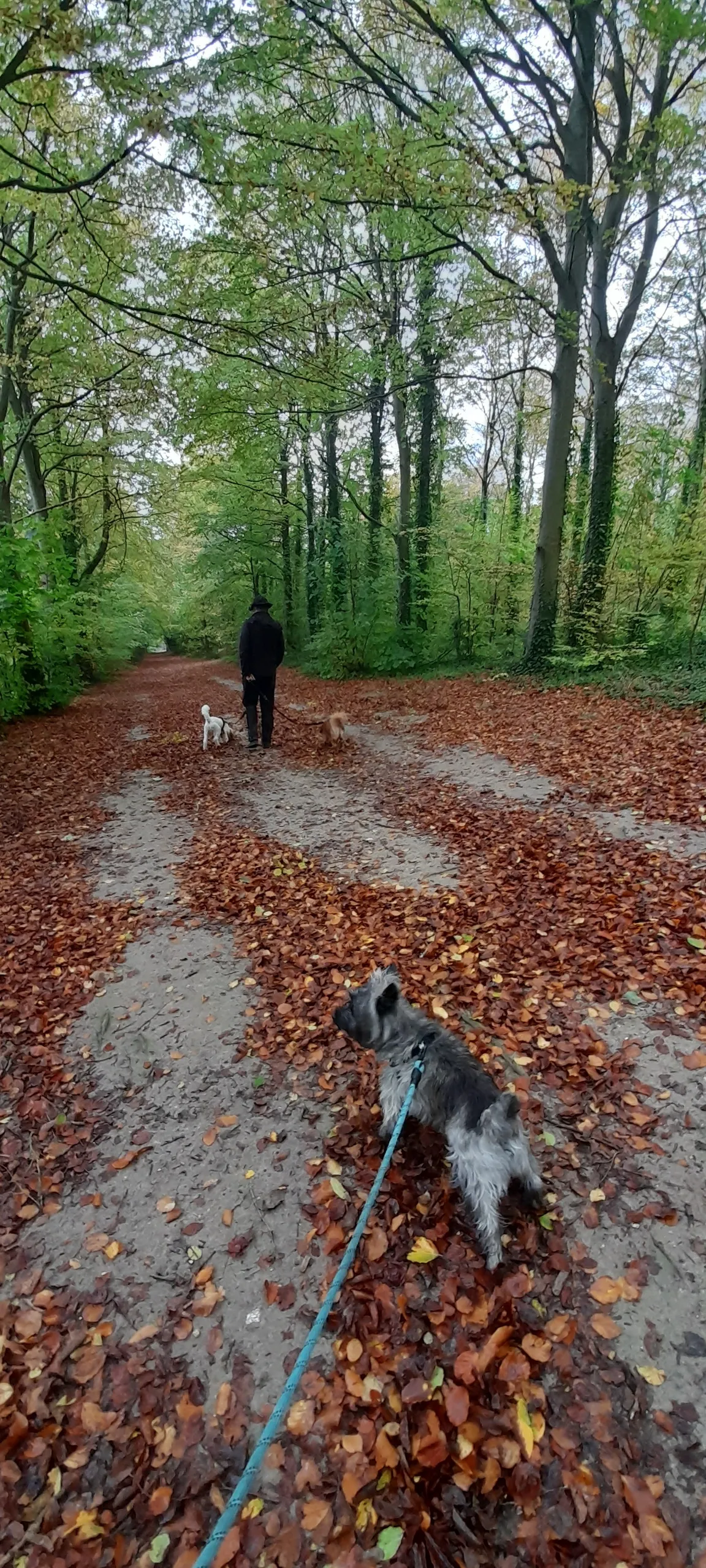 Friston Forest