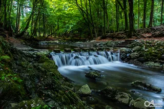 Tollymore Forest Park