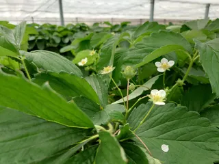Mukasa plantation Strawberry House