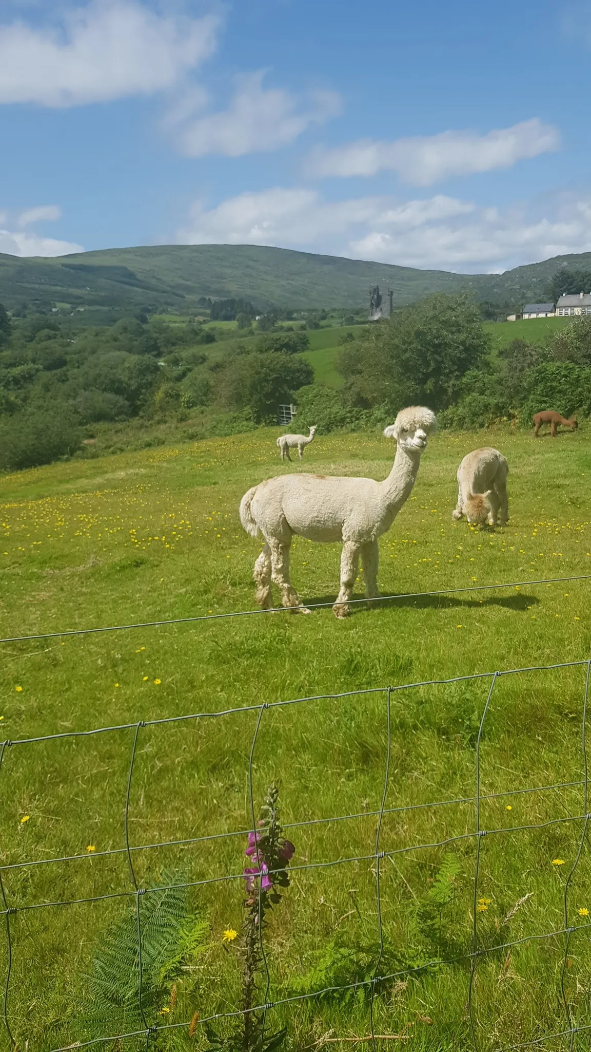 Waterfall Alpaca Farm (by appointment only)
