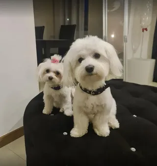 DOGGY CUTS Salon Groomerski - fryzjer dla psów - Kielce