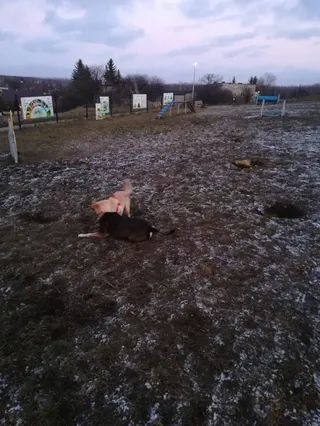 Strefa psiej aktywności