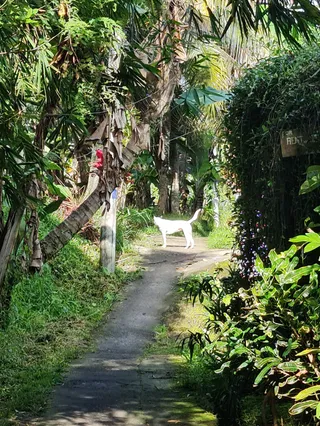 Kajeng Rice Field