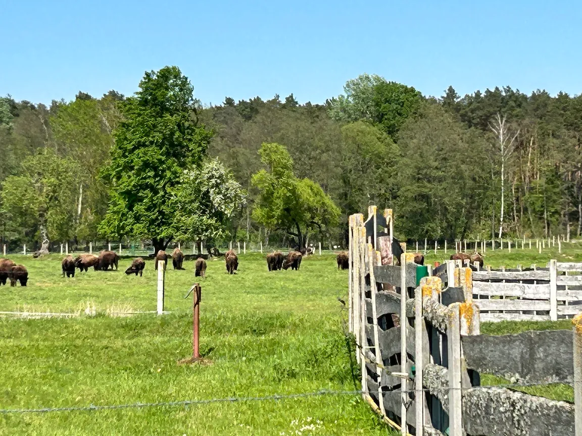 Labirynt w kukurydzy i bukowy